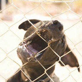 Dog Bites, Attacks Personal Injury Lawyer